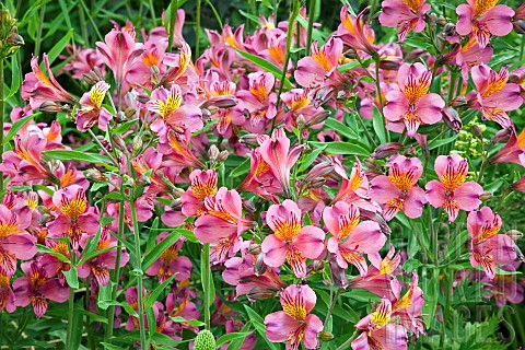 Alstroemeria_Peruvian_Lily