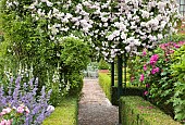 Arch rambling rose Pauls Himalayan Musk