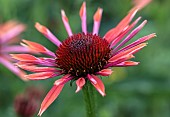 Echinacea pink flamingo coneflowers