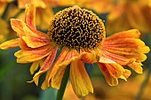 Helenium Satins Early