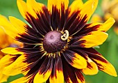 Rudbeckia hirta, or Gloriosa Daisy