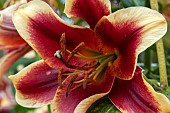 Lilium - Red Dutch