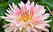 Plant portrait of Dahlia, close-up