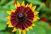 Gallardia Blanket flower