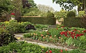 Spring Garden View - Tulips Tulipa