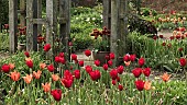 Borders Tulips Tulipa