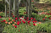 Borders of Tulips Tulipa