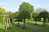 Tilia platyphyllos Rubra Pleached Limes