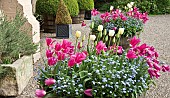 Tubs of pink and yellow tulips with blue forget-me-nots