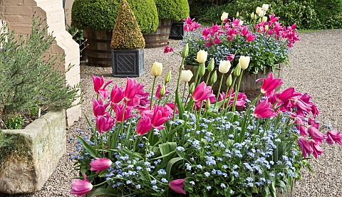 Tubs_of_pink_and_yellow_tulips_with_blue_forgetmenots