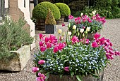 Tubs of pink and yellow tulips with blue forget-me-nots in front of house in outstanding country garden with a definite emphasis on strong design and formalit6y the resulting linearity creating several vistas at Wollerton Old Hall (NGS) Market Drayton in Shropshire early summer June