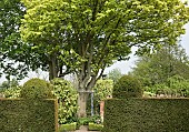 Shaped Yew hedges,mature trees and shrubs in an outstanding country garden with a definite emphasis on perennials strong design and formality the resulting linearity creating several vistas at Wollerton Old Hall (NGS) Market Drayton in Shropshire early summer June