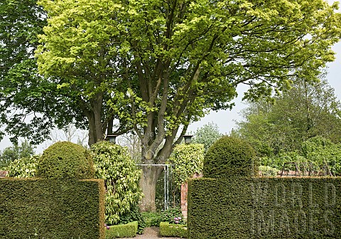 Shaped_Yew_hedgesmature_trees_and_shrubs_in_an_outstanding_country_garden_with_a_definite_emphasis_o