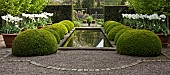 Rill Garden Buxus sempervirens balls terra cotta pot of white tulips