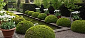 Rill Garden Buxus sempervirens balls terra cotta pot of white tulips