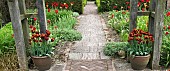 Striking bronze coloured tulips in containers under oak arches