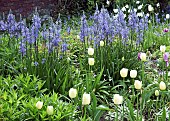 Camassia leichtlinii  Lemon Tulips