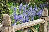 Oak fence Camassia leichtlinii