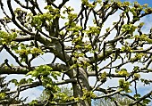 Pleached lime Tilia platyphyllos Rubra