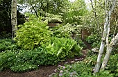 Shade garden ancient silver birch