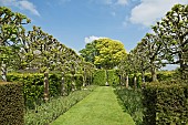 Two lines of pleached limes Tilia platyphyllos Rubra