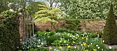 Tree Cornus controversa The Wedding cake