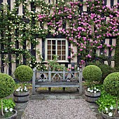 Climbing Roses Rosa Zéphirine Drouhin