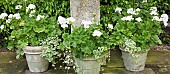Ornate stone urns Pelagonium Geranium in country garden with a definite emphasis on perennials strong design and formality the resulting linearity creating several vistas at Wollerton Old Hall (NGS) Market Drayton in Shropshire early summer June