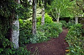 Ancient silver birch trees in the shade garden