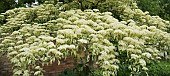 Cornus controversa Variegata Wedding Cake tree