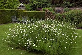 Leucanthemum vulgare Marguerite, Moon Daisy