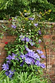 Climber Clematis Will Goodwin deciduous climber with mid- to dark green leaves and pale, violet-blue, wavy-edged flowers with pale yellow anthers on wall              at Wollerton Old Hall (NGS) Market Drayton in Shropshire early summer June
