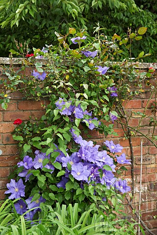 Climber_Clematis_Will_Goodwin_deciduous_climber_with_mid_to_dark_green_leaves_and_pale_violetblue_wa