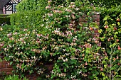 Deciduous Shrub Honeysuckle (Lonicera) very fragrant flowerheads growing on wall at Wollerton Old Hall (NGS) Market Drayton in Shropshire early summer in June