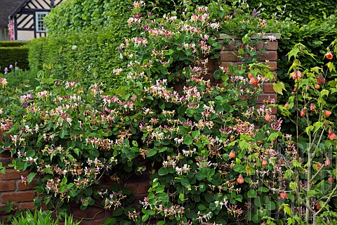Deciduous_Shrub_Honeysuckle_Lonicera_very_fragrant_flowerheads_growing_on_wall_at_Wollerton_Old_Hall