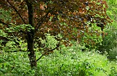 Acer platanoides Norway Maple