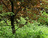 Acer platanoides Norway Maple