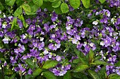 Polemonium jacobs ladder Landbrook Mauve