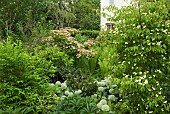 Cornus kousa hybrid dogwood Porlock