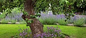 Allium schoenoprasum Chives perennial