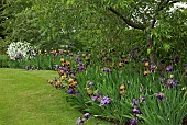 Mixed colour border of bearded Iris