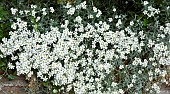 Cerastium tomentosum Snow in Summer