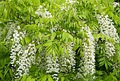 Climber Wisteria sinensis Alba Chinese wisteria