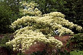 Cornus controversa Variegata Wedding Cake