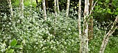 Anthriscus sylvestris cow parsley