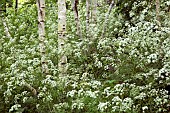 Anthriscus sylvestris cow parsley