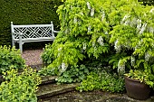 Terraced seating area Wisteria sinensis Alba