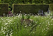 Leucanthemum vulgare Marguerite, Moon Daisy