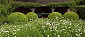 Leucanthemum vulgare Marguerite, Moon Daisy  Rosa Rose Francis E Lesteris