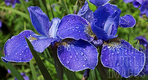 Iris_sibirica_Royal_Blue